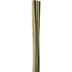 HOME it GARDEN Frø & Spiring > BAMBUSPINDE 150 CM