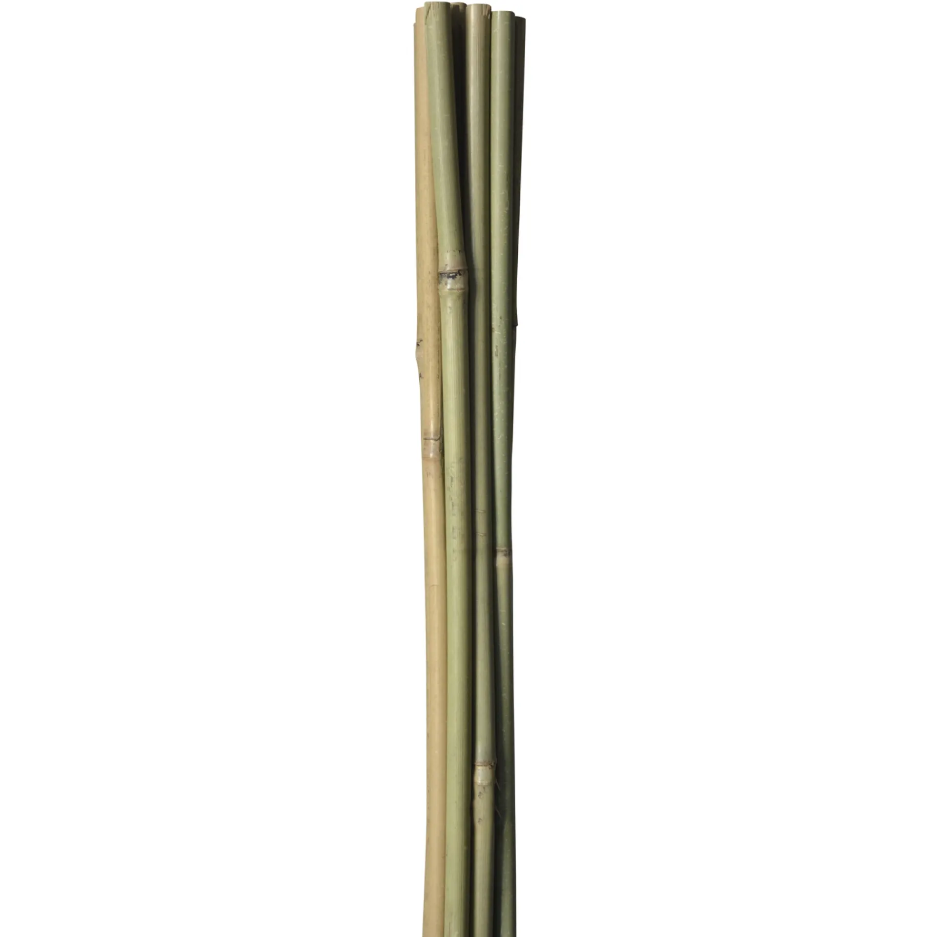 HOME it GARDEN Frø & Spiring > BAMBUSPINDE 150 CM