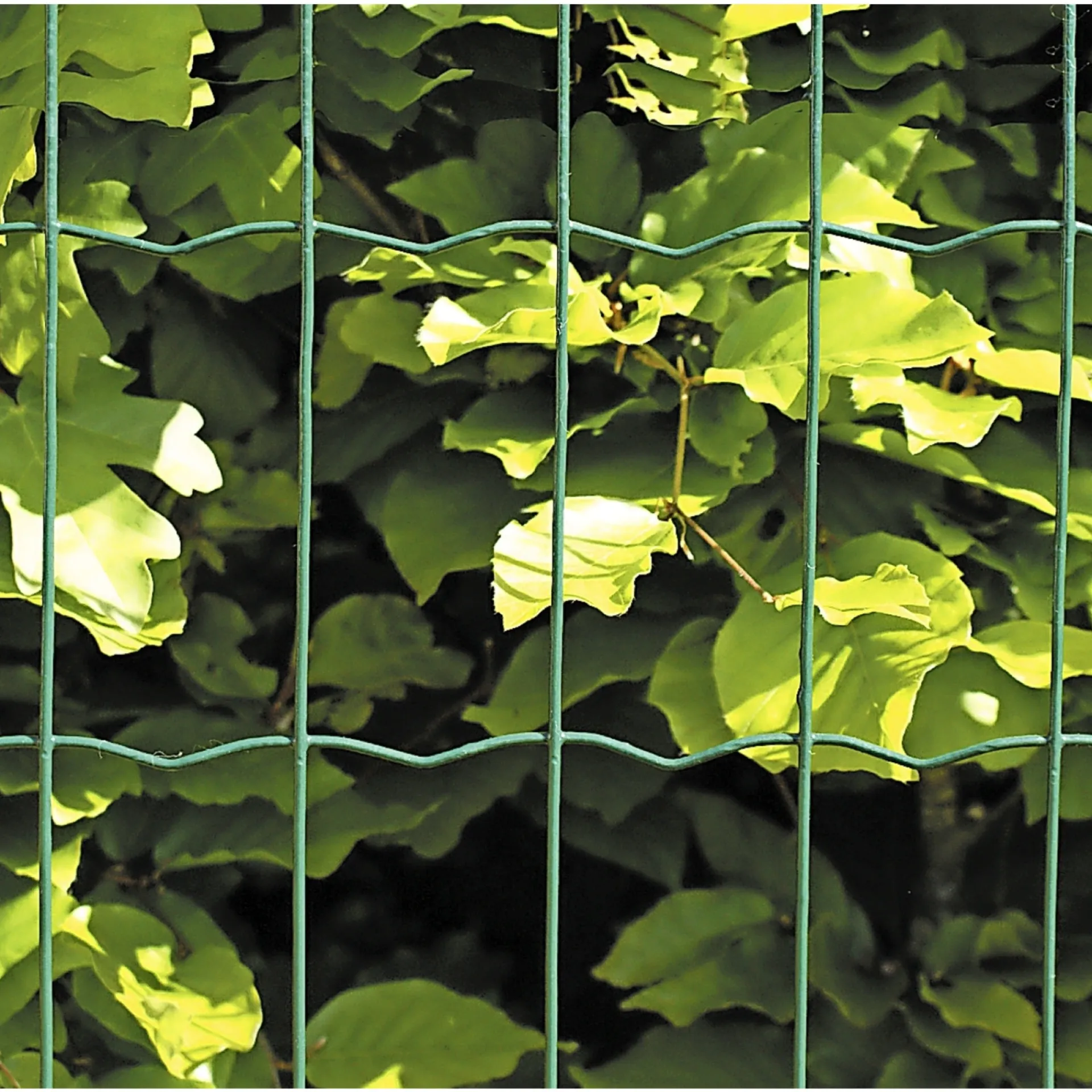 Hortus Trådhegn & Volierenet > HEGN GRØN PLASTBELAGT 0.60 X 25 M